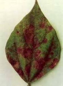 uploads/images/disease/Anthracnose of black gram.jpg